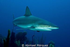 Caribbean Reef Shark, Efra's Wall, Guánica. by Abimael Márquez 